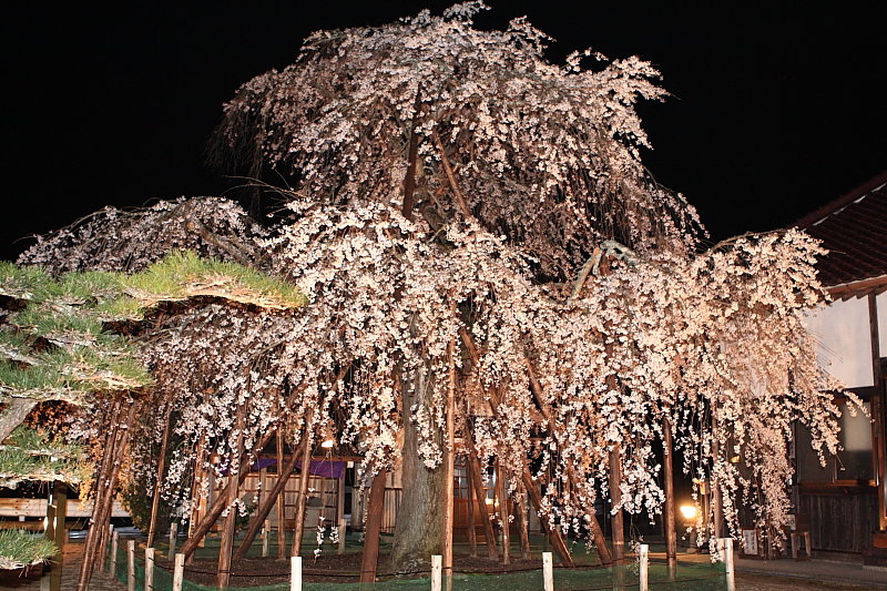 金剛寺の夜桜２_e0168321_19504285.jpg