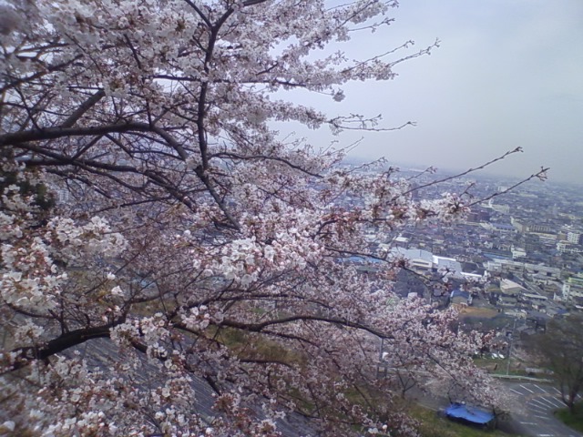 桜はじまる、ブドウ坂。_c0188525_44723.jpg