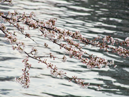 「東京駅　近為（きんため）の京のぶぶづけランチ」_a0000029_1165554.jpg