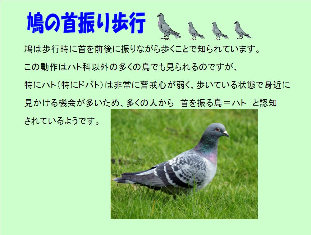 鳩の首振り歩行 総合建築板金 シマコー 鳩の首振り歩行 総合建築板金 シマコー