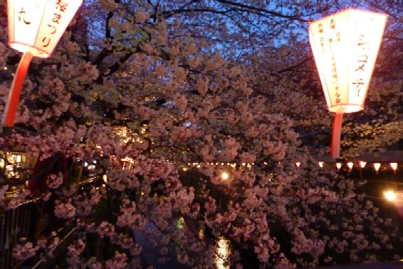 春を満喫！ 目黒川の桜まつり_a0122931_1814371.jpg