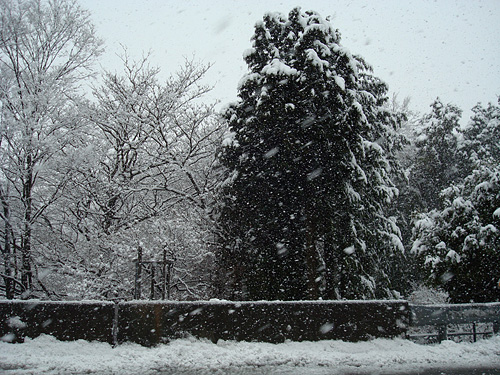 雪 → 桜_e0131432_12474751.jpg