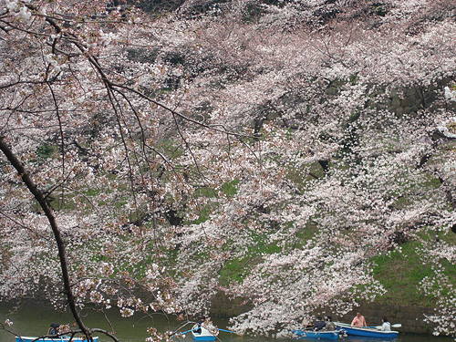 雪 → 桜_e0131432_1248543.jpg
