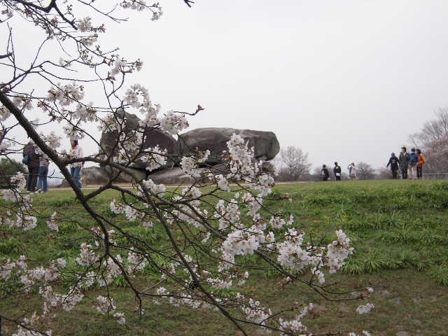 桜の石舞台公園＠奈良•明日香村_b0025633_1023090.jpg