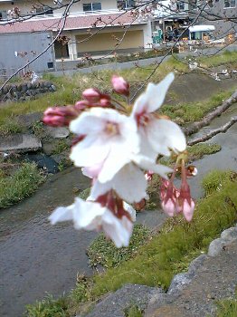 庄田春海 色絵 小皿_c0204333_1665274.jpg