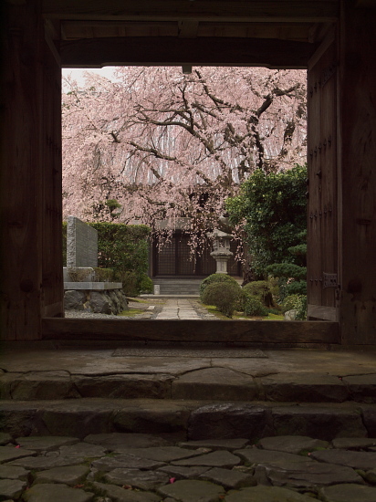 桜花巡礼2010～京都・西迎寺～　(3/28)_e0080133_0413858.jpg