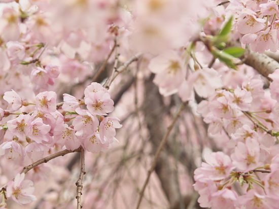 桜花巡礼2010～京都・西迎寺～　(3/28)_e0080133_0423695.jpg