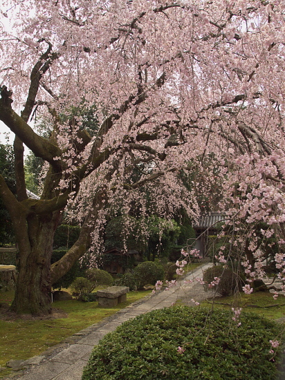 桜花巡礼2010～京都・西迎寺～　(3/28)_e0080133_0424253.jpg