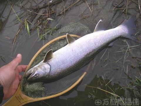 魚野川解禁_e0150433_17405212.jpg