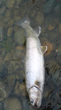 魚野川解禁_e0150433_17423620.jpg