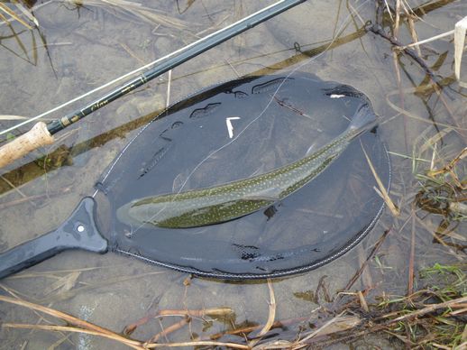 魚野川解禁_e0150433_17425383.jpg