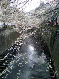 大好きな目黒川_e0060341_1861064.jpg