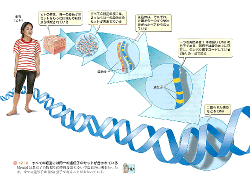 遺伝子ばかり_a0007242_11304923.gif