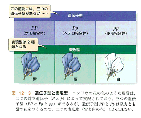 遺伝子ばかり_a0007242_11313284.gif