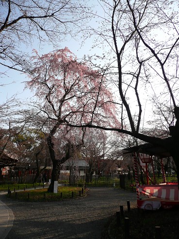 京の桜めぐり～平野神社・千本釈迦堂・本満寺_c0057946_20102610.jpg