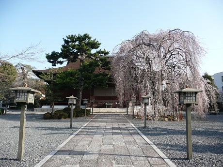 京の桜めぐり～平野神社・千本釈迦堂・本満寺_c0057946_20114479.jpg