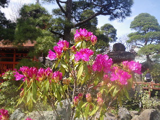 桜散歩♪　高幡不動さん編_e0069647_20235996.jpg