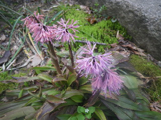 桜散歩♪　高幡不動さん編_e0069647_20241046.jpg