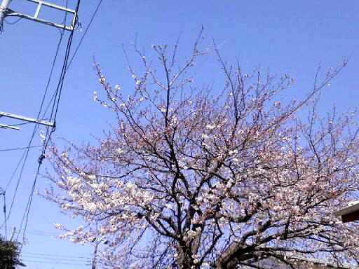 【春うらら♪】_b0009849_1436127.jpg