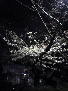 広島紀行２　比治山公園の夜桜_c0119649_23583149.jpg