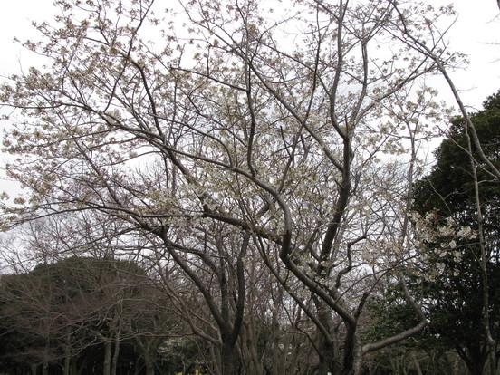 かみす桜まつり始まりました!_f0229750_13432926.jpg