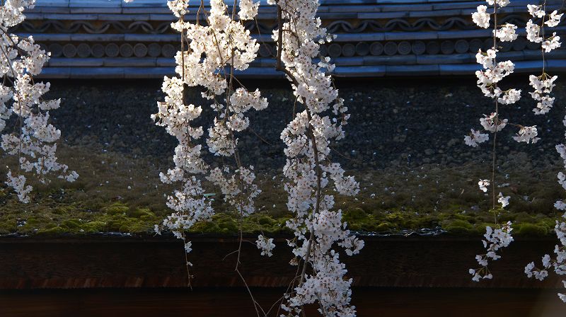 都路の桜便り２０１０ （西陣 平野神社の枝垂桜 ） (2010年04月02日)_c0119555_21593140.jpg