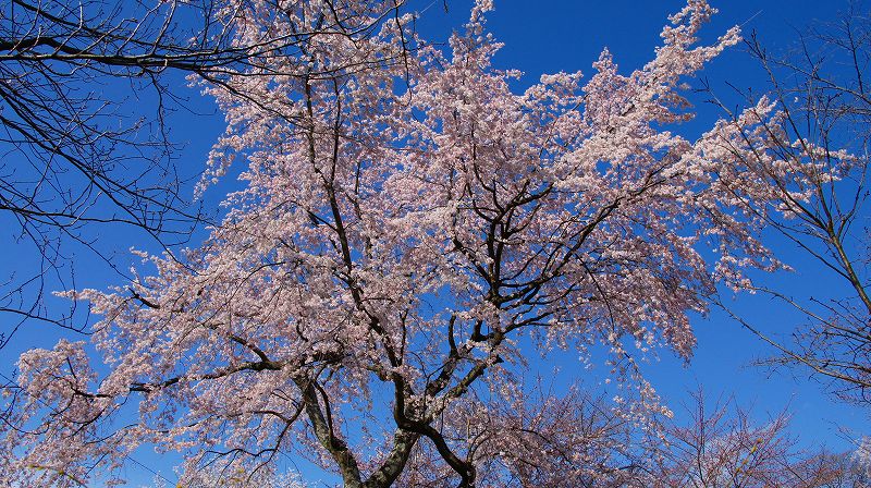 都路の桜便り２０１０ （西陣 平野神社の枝垂桜 ） (2010年04月02日)_c0119555_2213195.jpg