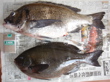 魚の名前／Fischname_d0089855_16372568.jpg