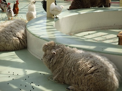 行船公園・自然動物園_e0158355_20551517.jpg
