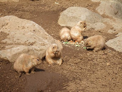 行船公園・自然動物園_e0158355_20554242.jpg