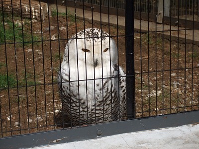 行船公園・自然動物園_e0158355_20555619.jpg