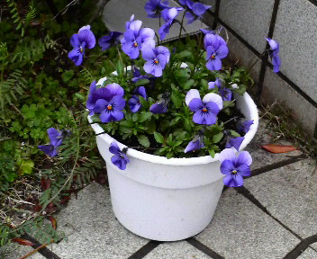 頂き物のパンジー_c0185356_10141061.jpg