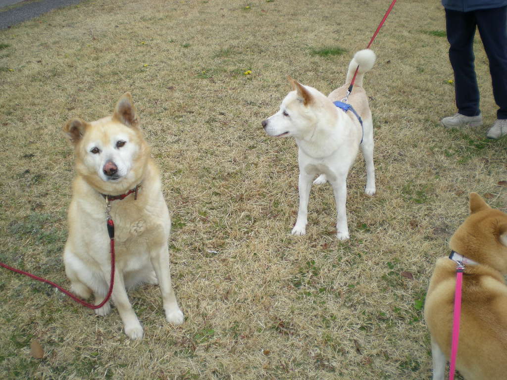 2010年4月1日(木)今日から春!_f0060461_1123516.jpg