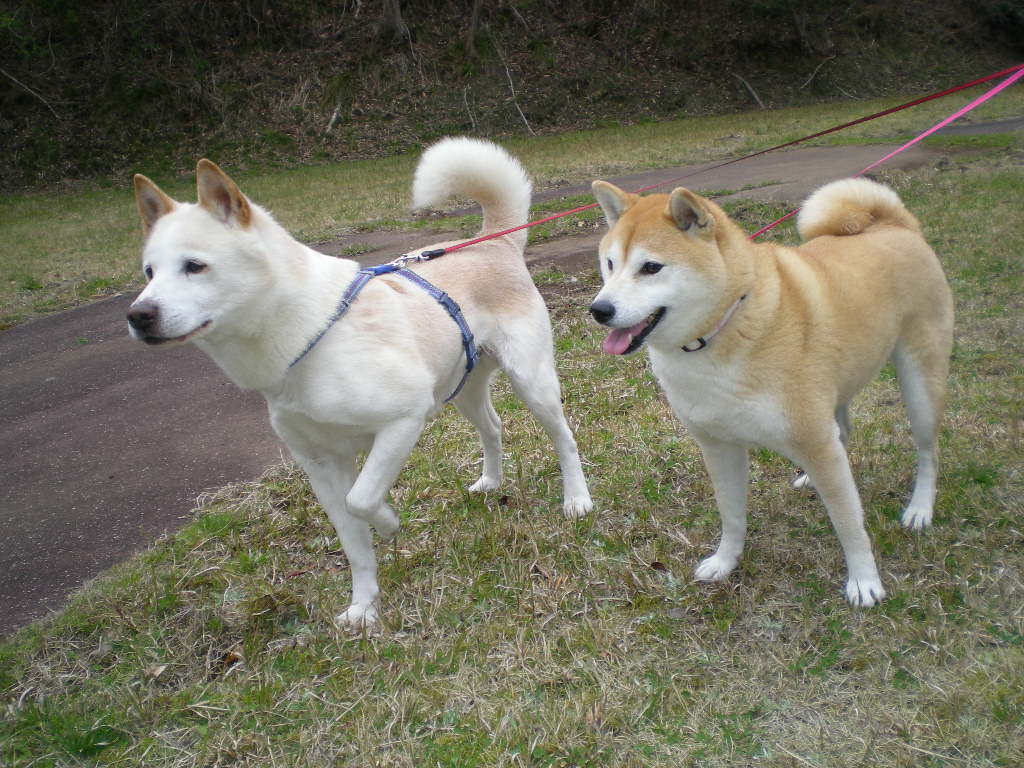 2010年4月1日(木)今日から春!_f0060461_1161217.jpg