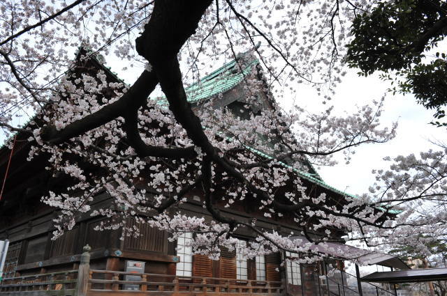 小石川後楽園・靖国神社･護国寺の桜_f0222161_23494331.jpg