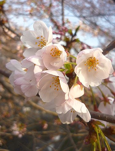 目黒川の桜の花　ひらひらと。。。Holy Thursday。。。聖木曜日。。。。 *。:☆.。†  _a0053662_15535688.jpg