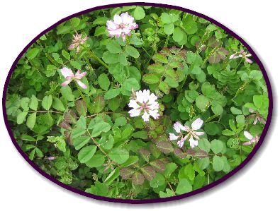 レンゲソウ 蓮華草 花言葉は私の幸福 心が柔らぐ 日々是好日 レンゲソウ 蓮華草 花言葉は私の幸福 心が柔らぐ 日々是好日