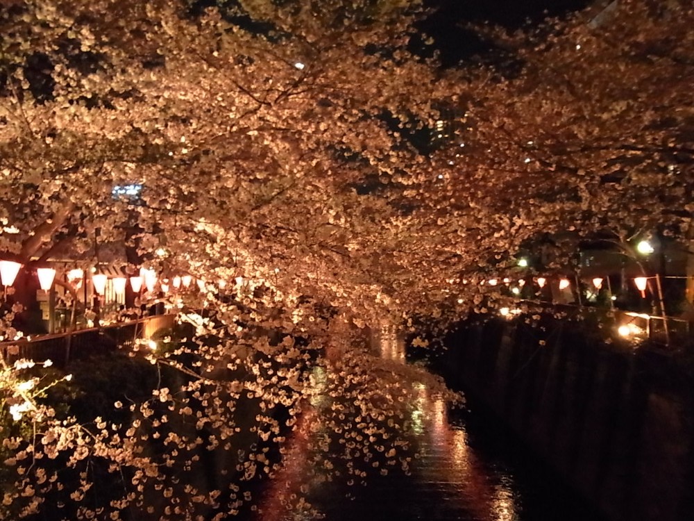SAKURA_c0151965_22105058.jpg