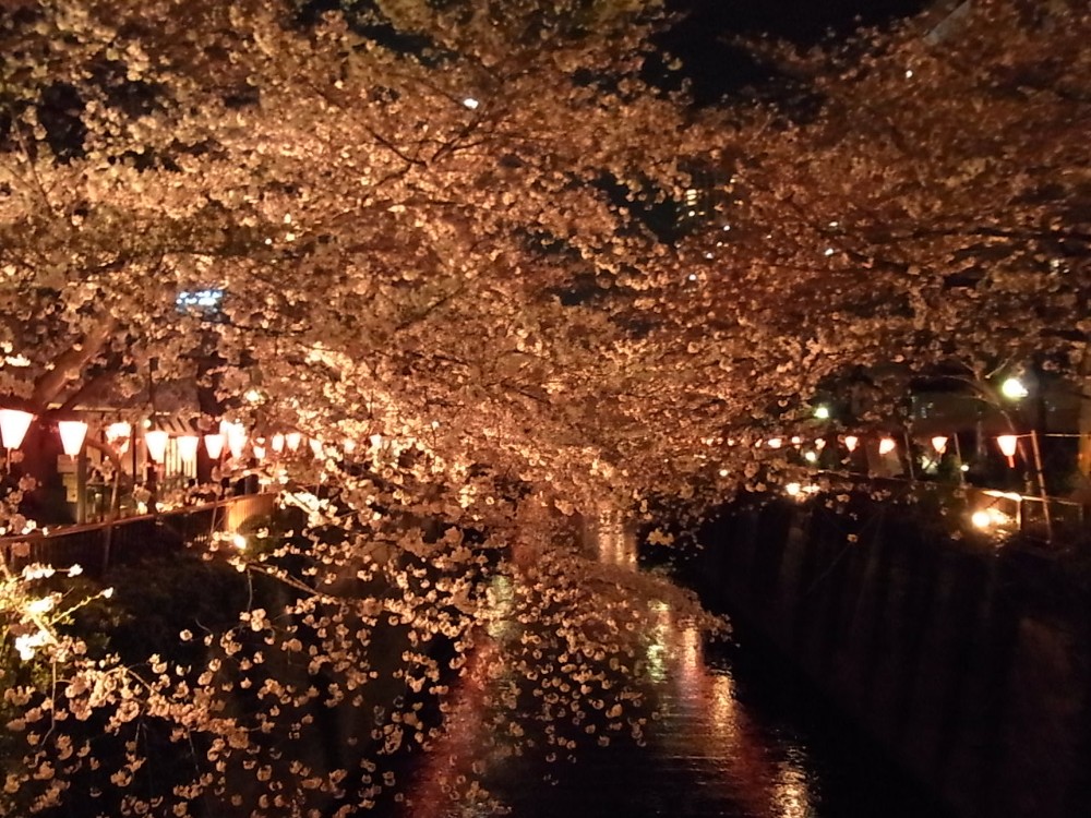 ＳＡＫＵＲＡ_c0151965_22105058.jpg