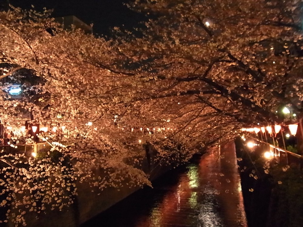 ＳＡＫＵＲＡ_c0151965_2211168.jpg