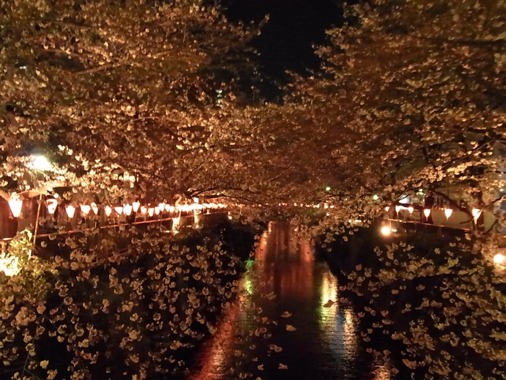 SAKURA_c0151965_22115620.jpg