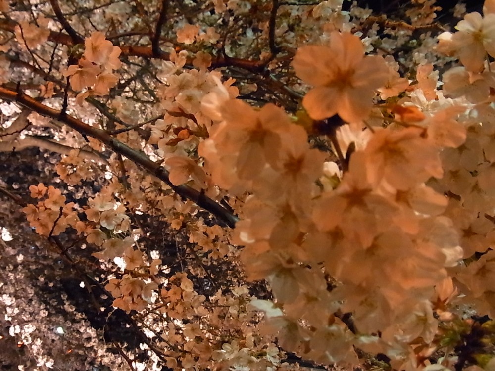 ＳＡＫＵＲＡ_c0151965_22143526.jpg