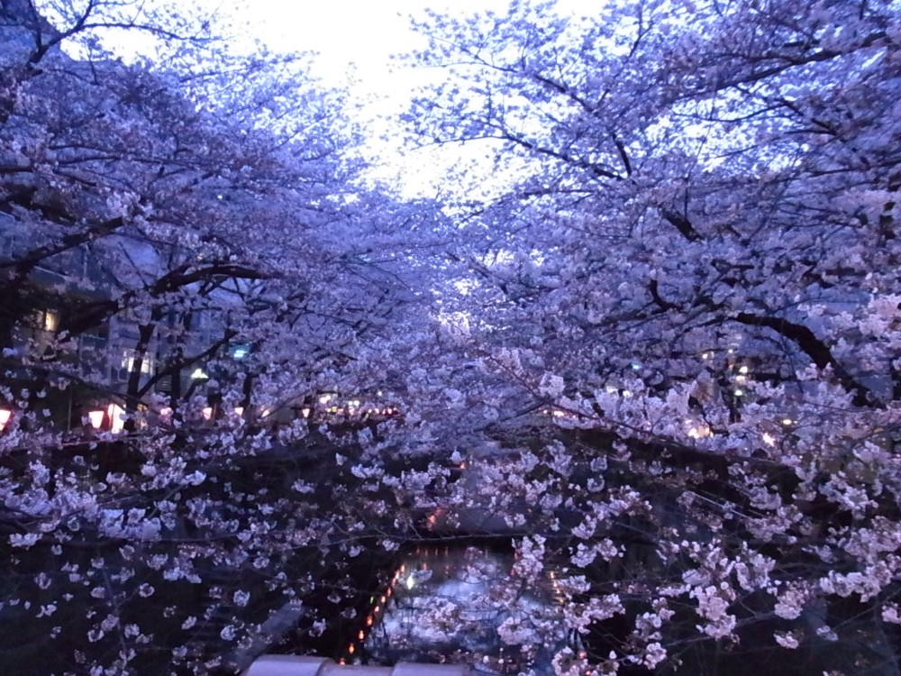 ＳＡＫＵＲＡ_c0151965_2264458.jpg