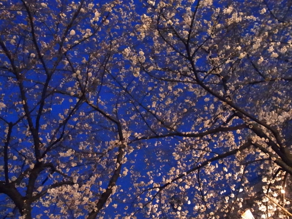 ＳＡＫＵＲＡ_c0151965_228829.jpg