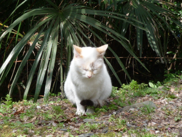 初めましての猫達。_c0183167_19535419.jpg