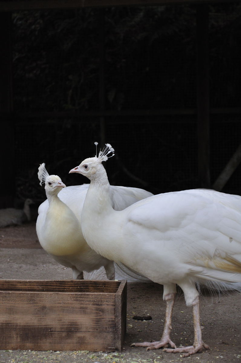 動物園。_e0028272_23515851.jpg