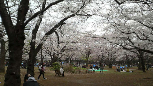 花見　at　yoyogi park_f0109274_1737301.jpg