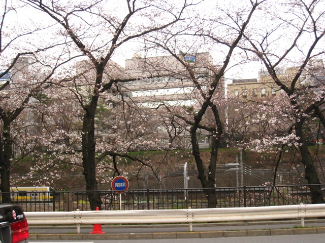 桜の講習会２日目ー遠山の松_e0027280_049764.jpg