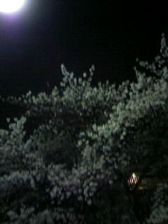 f0100480_20324559.jpg