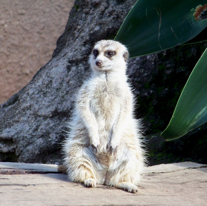 超近距離で猛獣が~~メルボルン動物園~Junior report ♪♪♪_e0184881_5412488.jpg